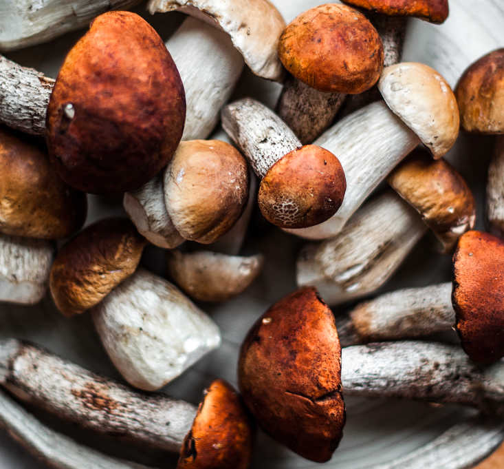 GOOSTO Champignon
