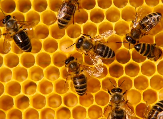 GOOSTO - abeilles