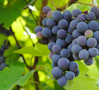 GOOSTO Vigne