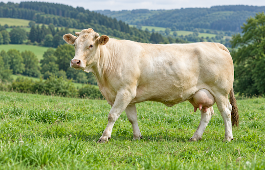 Goosto Mag Blonde Aquitaine 