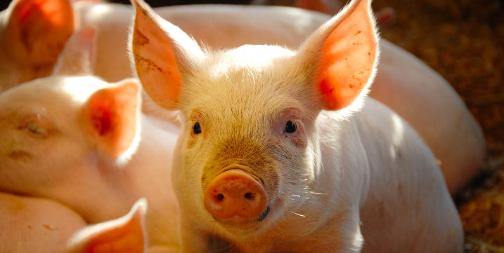 GOOSTO MAG Porc Wallonie